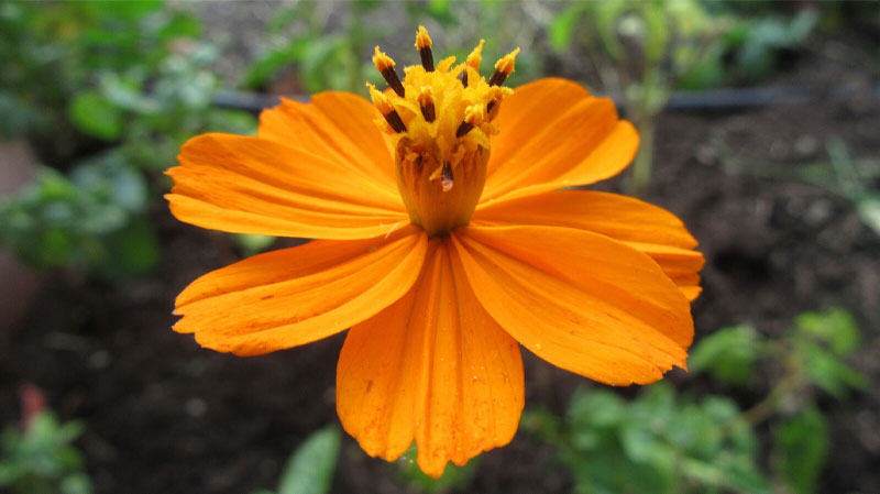 دوربین عکاسی خانگی کانن (گارانتی آفومار) Canon Power Shot SX610