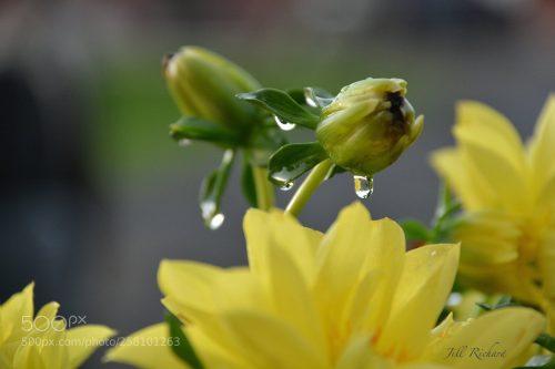 لنز نیکون 135-18