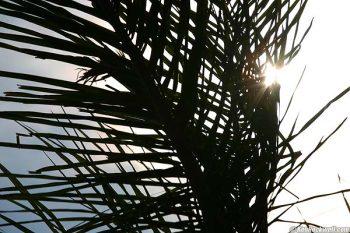 لنز کنون 200 70