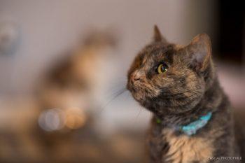 نمونه عکس با لنز کانن Canon EF 85mm f/1.2L II USM