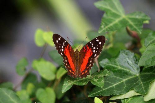 لنز نیکون 135-18