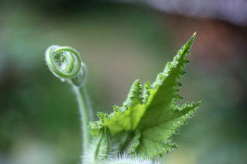 لنز کنون 70 24