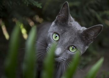 لنز کنون 70 24