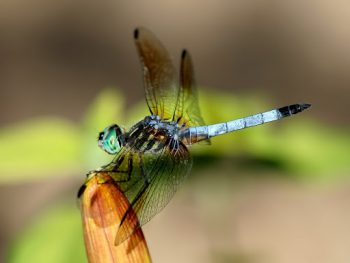 لنز کنون 400-100