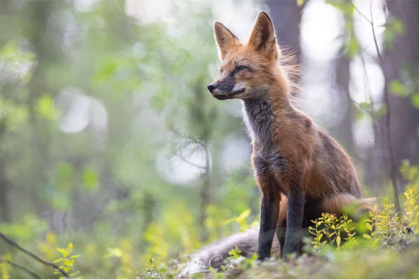 لنز فیکس/ماکرو کانن Canon EF 400mm f/5.6 L USM Lens
