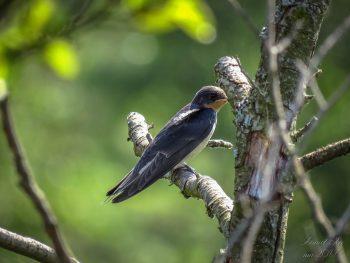 دوربین کانن sx60