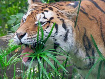 دوربین کانن sx60