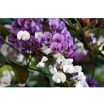 لنز سیگما مدل Sigma 18-250mm f/3.5-6.3 DC Macro OS HSM