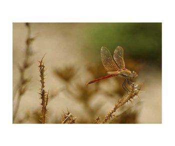 لنز سیگما مدل Sigma 70-300mm f/4-5.6 APO DG Macro