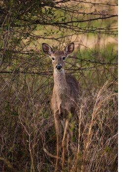 لنز سیگما مدل Sigma 150-600mm f/5-6.3 DG OS HSM S