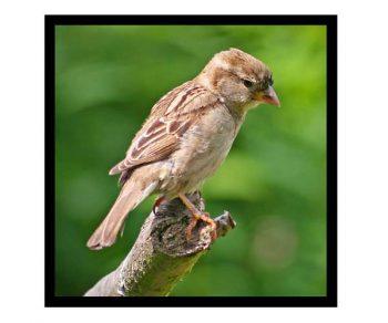 لنز سیگما مدل Sigma 70-300mm f/4-5.6 DG Macro