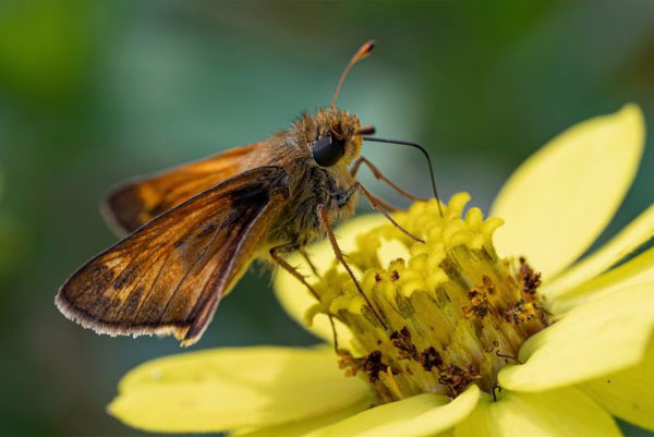 نمونه عکس با لنز سیگما مدل Sigma 105mm f/2.8 DG OS HSM Macro