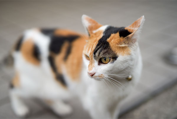 لنز سیگما Sigma 50mm F1.4 DG HSM Art for Canon