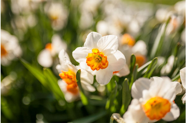 لنز سیگما Sigma 50mm F1.4 DG HSM Art for Nikon