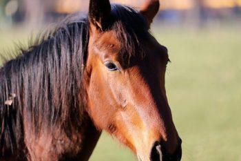 لنز سیگما 200-70