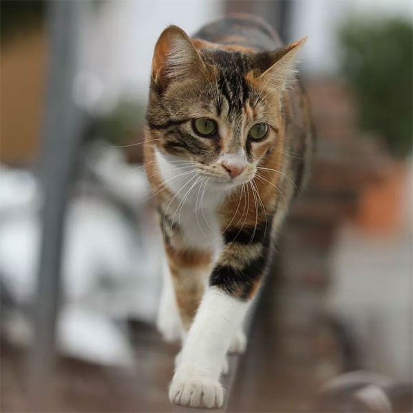 نمونه عکس از حیات وحش با دوربین عکاسی Canon 4000D