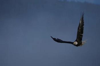 دوربین a7R III