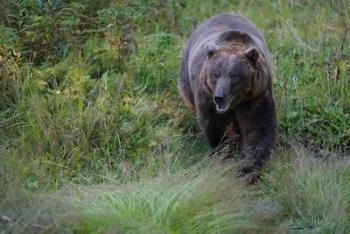 دوربین a7R III