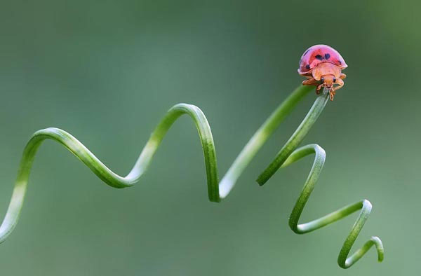 عکاسی کلوزآپ