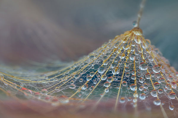 عکاسی کلوزآپ