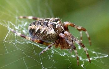 عکاسی از نمای نزدیک