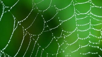 عکاسی تارعنکبوت