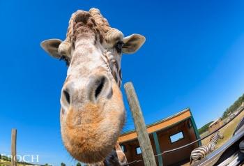 خرید لنز واید کانن