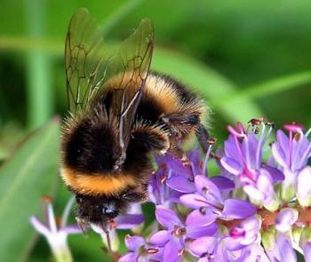 تفاوت عکاسی ماکرو با عکاسی کلوزآپ