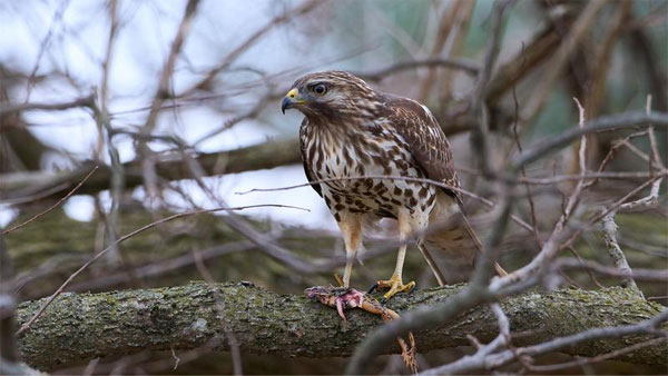 نمونه عکس با دوربین بدون آینه سونی Sony Alpha a7 III Mirrorless