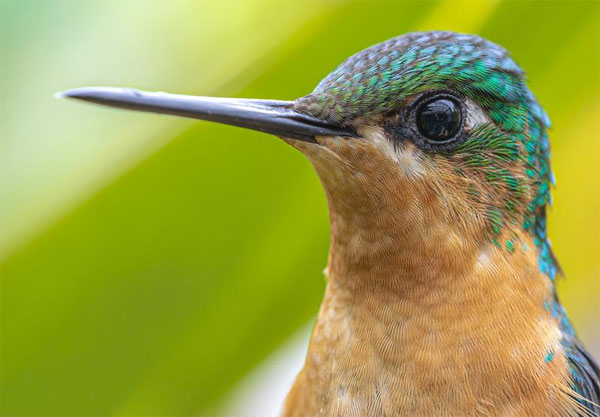 نمونه عکس با دوربین بدون آینه سونی Sony Alpha a7 III Mirrorless