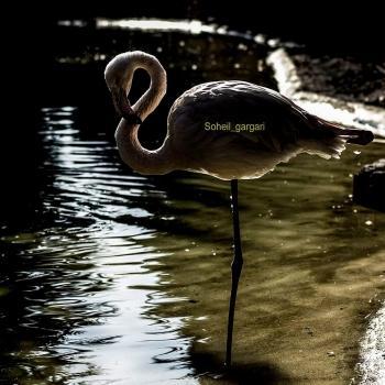 عکاسی از حیوانات