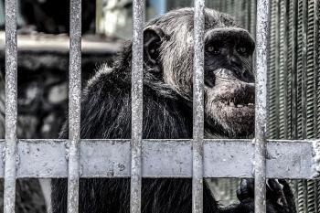 عکاسی در باغ وحش