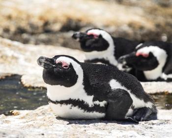 عکاسی در باغ وحش