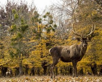 عکاسی در باغ وحش