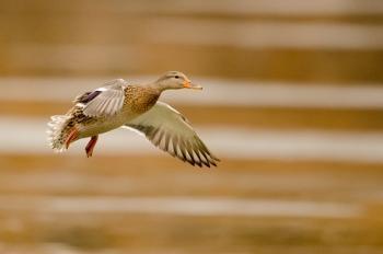 عکاسی پنینگ