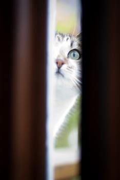 تکنیک های عکاسی قاب در قاب