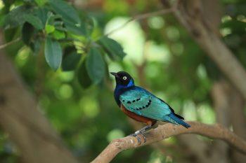 نمونه عکس با لنز کانن Canon EF 70-200mm f/2.8L IS III USM