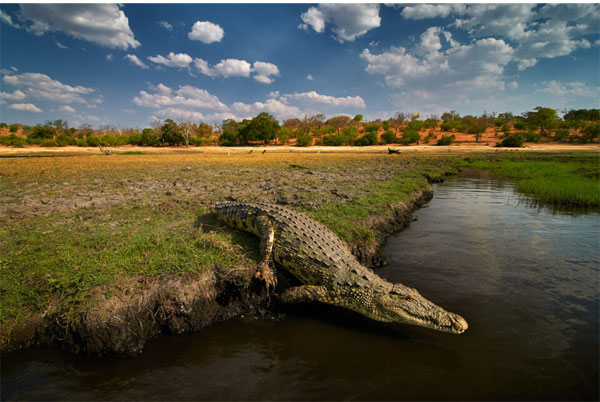 عکاسی حیات وحش