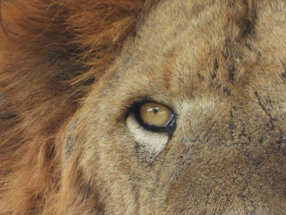 زوم دوربین p1000