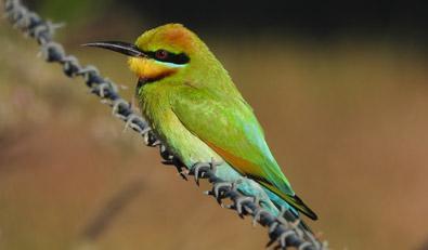 نمونه عکس از پرنده با دوربین نیکون coolpix p1000