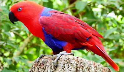 عکاسی در حالت استاندارد با دوربین نیکون کولپیکس p1000