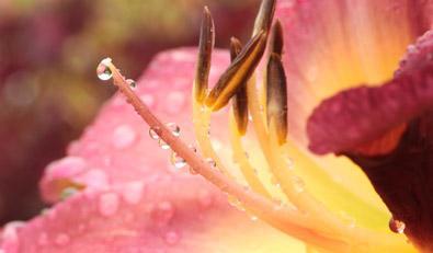  نمونه عکس با زوم تصویر دوربین دیجیتال نیکون مدل coolpix p1000 برای عکاسی در طبیعت