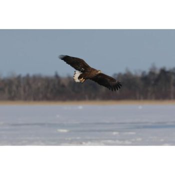 دوربین بدون آینه کانن Canon EOS R7 Mirrorless Camera