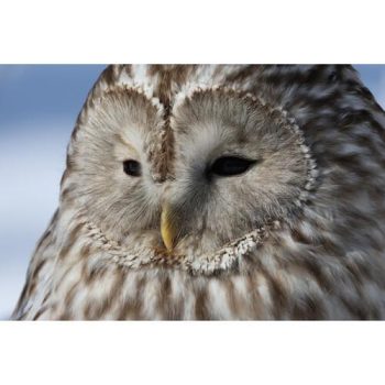 دوربین بدون آینه کانن Canon EOS R7 Mirrorless Camera