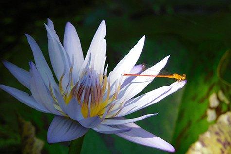 عکس گرفته شده با b600