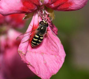 فلاش اکسترنال گودکس TT685N