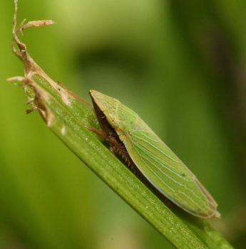 فلاش اکسترنال گودکس TT685N