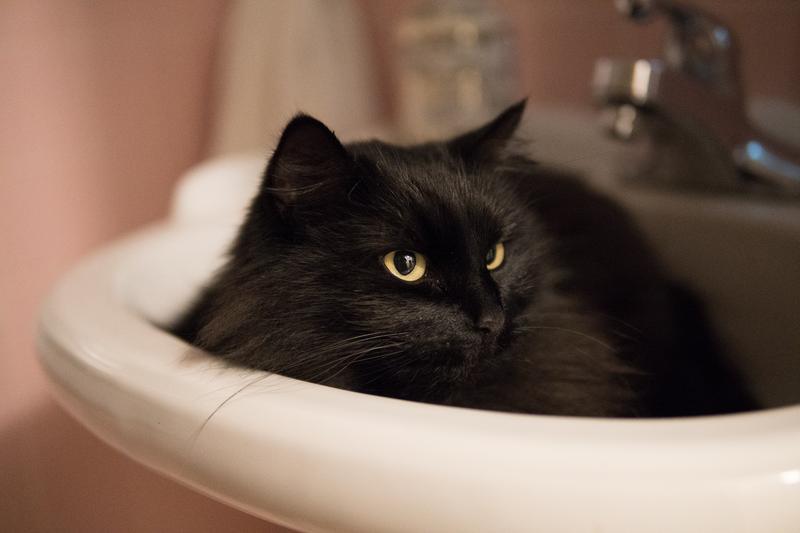 عکاسی با دوربین سونی Sony a6400 Mirrorless