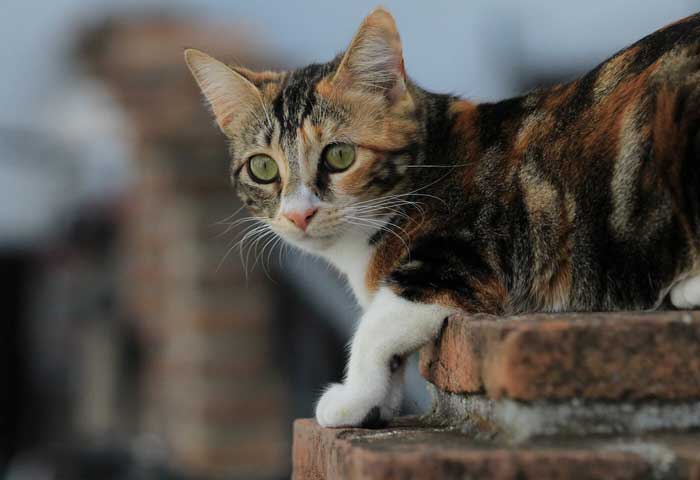 دوربین کانن 3000D