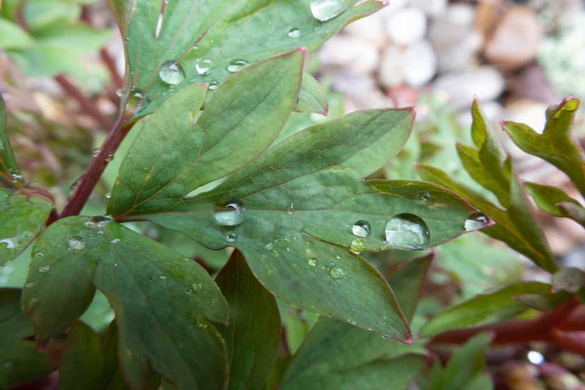 عکس گرفته شده با A1000